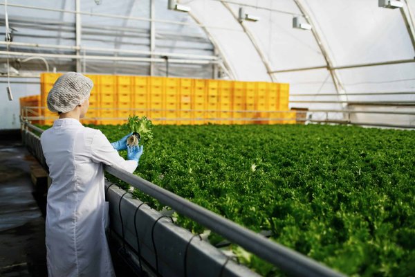 Quels sont les principes de base de la culture de plantes biologiques ?