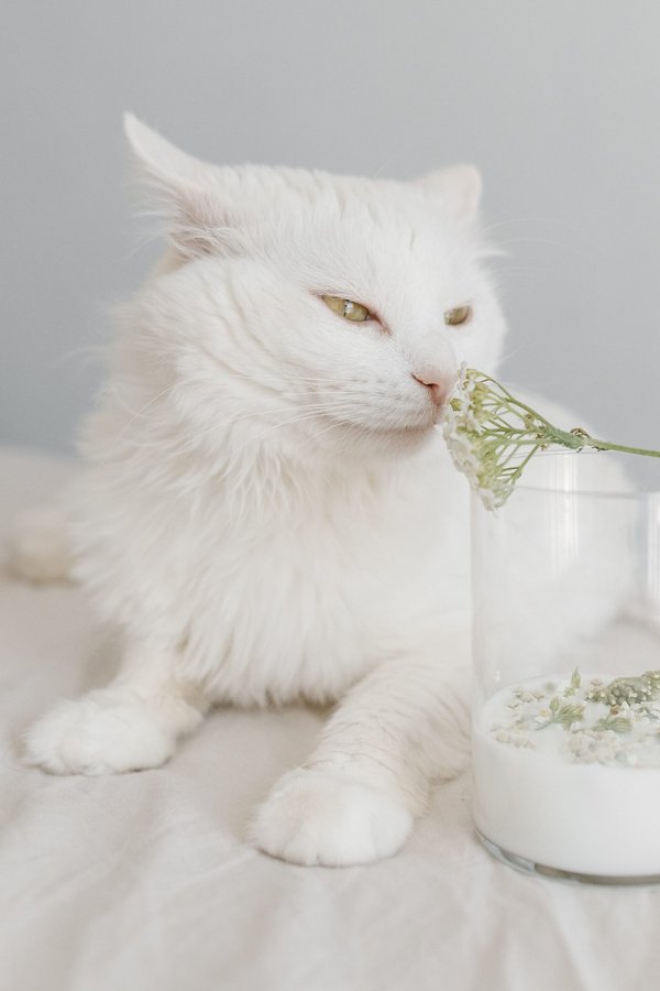 Quel animal représente la loyauté ?